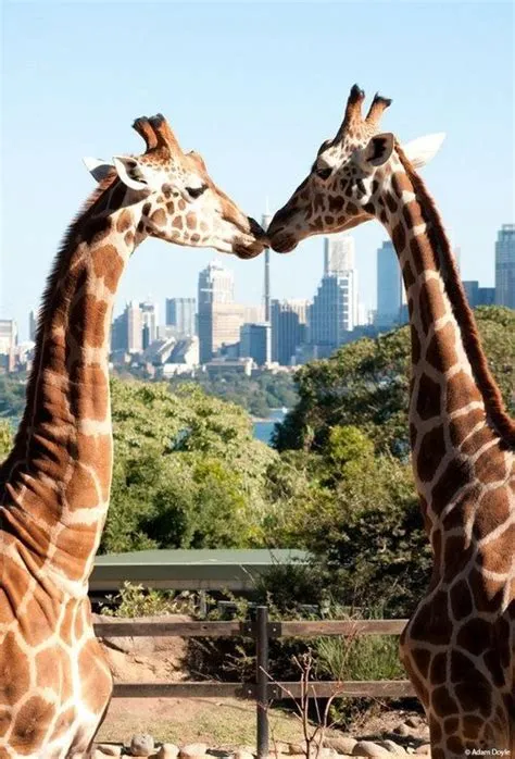 How do giraffes flirt