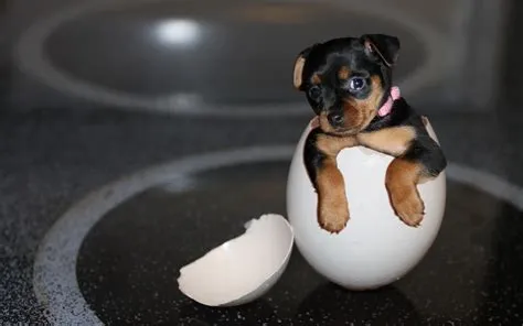 Are eggs ok for dogs