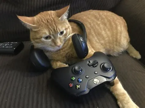 Should i use a cat 8 for gaming