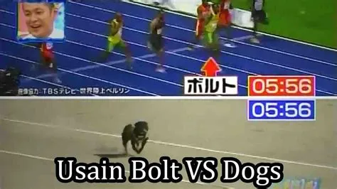 Is bolt faster than a dog