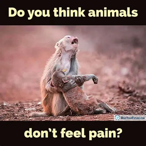 What animal does not feel pain