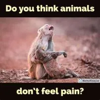 What animal does not feel pain?