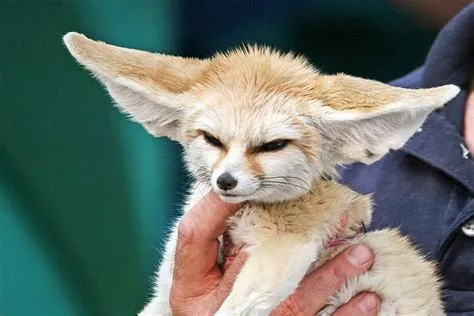 How old is fennec