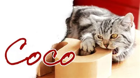 What is coco cat name