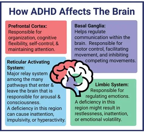 Are people with adhd stubborn