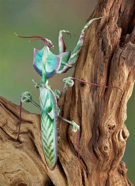 What is the rarest type of mantis