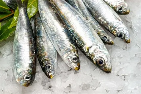 Do sardines have mercury