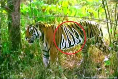 Who is the tiger of allah