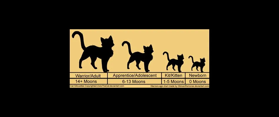 What age do warrior cats retire