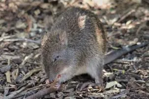 What do bandicoots eat?