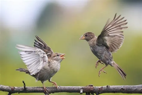 Can birds fly forever