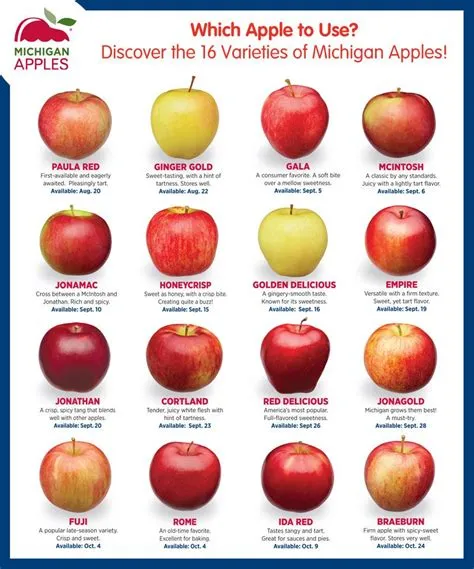 What is the difference between apple one individual and family