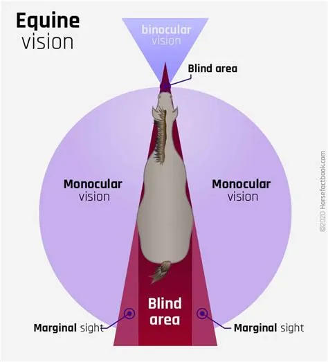 How do horses see humans