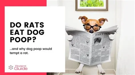 Do rats eat dog poop