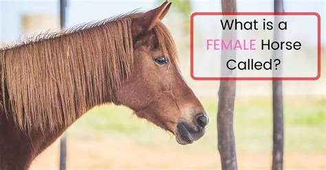 What is the female version of a horse called