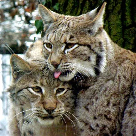 What do lynx love