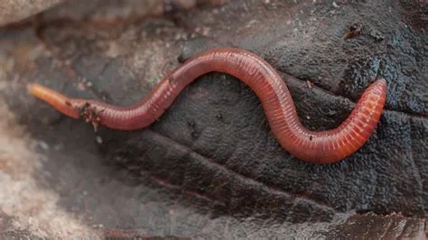 Does a worm have eyes