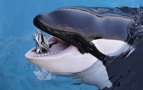 What eats a killer whale