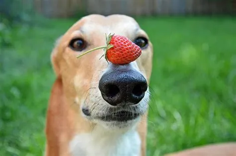 Can dogs eat strawberry