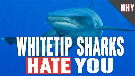 What do all sharks hate