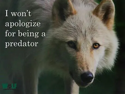 How do wolves apologize