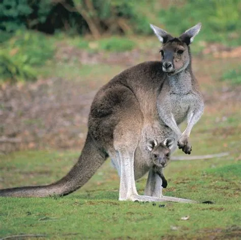 What is australias national animal