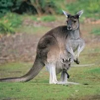 What is australias national animal?