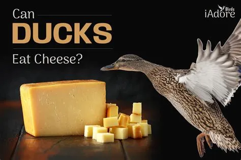 Can ducks eat cheese