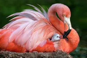 Does flamingo have a mom?