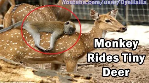 Why do monkeys ride deer