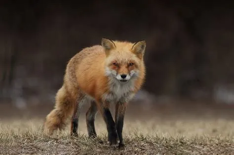 Are foxes toxic