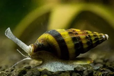 Do assassin snails eat hydra