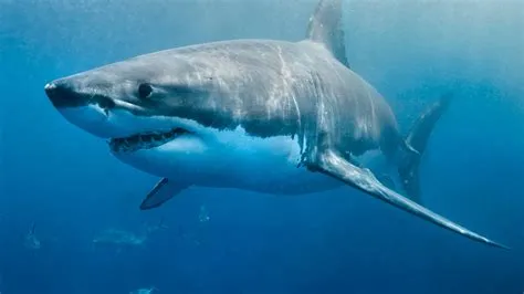 What is the nicest shark