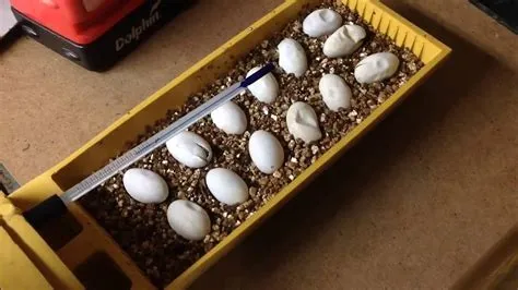 How big are water dragon eggs