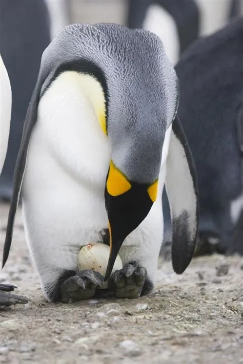 What happens if a male penguin drops the egg