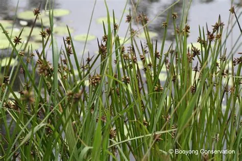 What is another name for bullrush