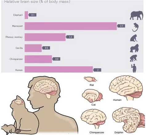 Is your brain 2 of your body weight