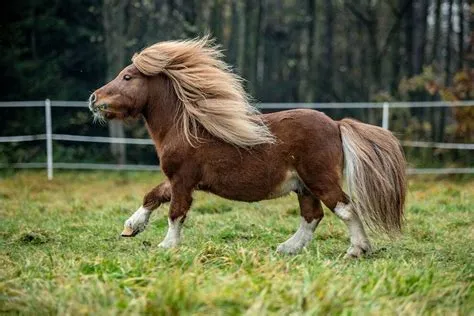 Is a pony just a horse