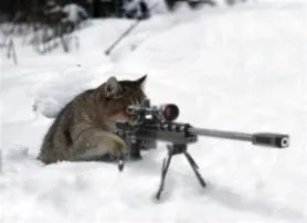 How old is sniper cat?