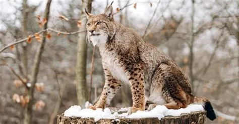 What is a lynx natural enemy