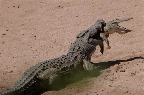 What kills crocodiles