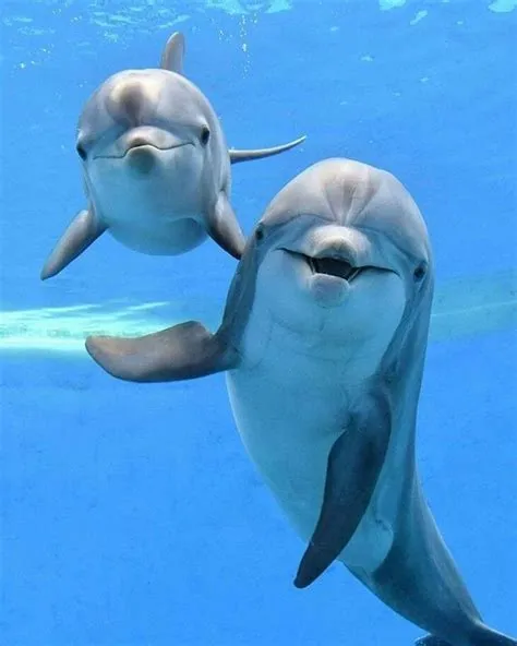 Are dolphins smiling