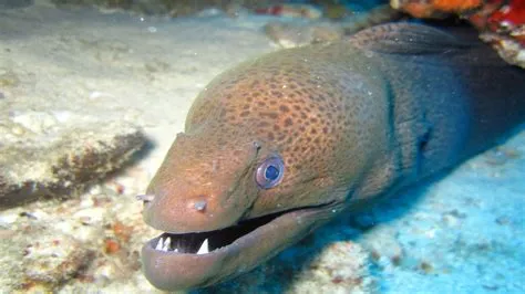 Why is eel so important