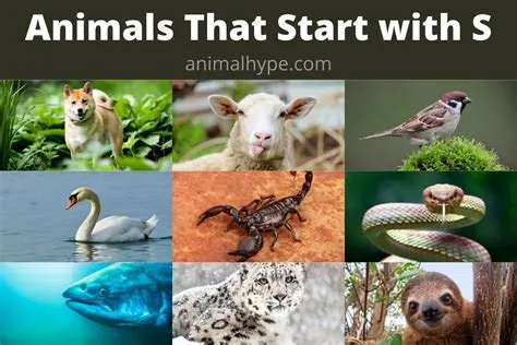 What animal starts with v