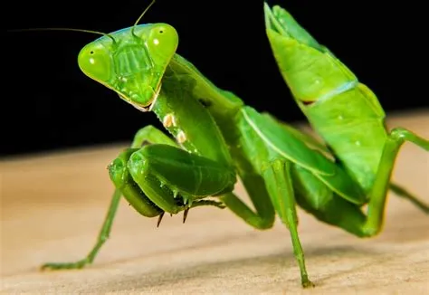 Can mantis have babies