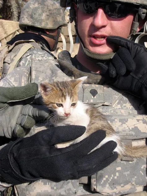 Why do soldiers love cats