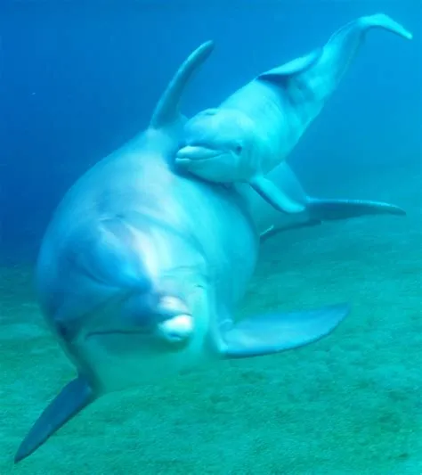 Are dolphins born tail first