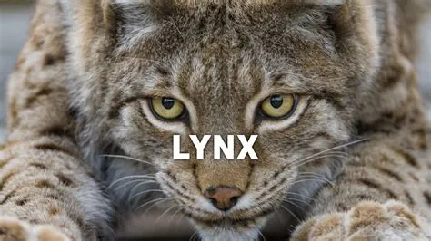 Why is lynx so hard to beat