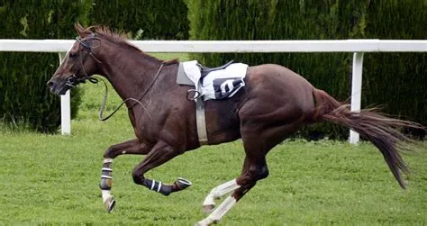 Which horse runs faster male or female