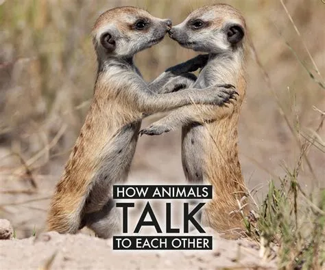 Why cant some animals talk